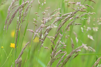 Herbes et vent léger